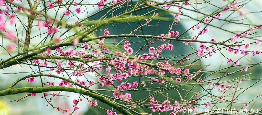 空余恨|“多情自古空余恨”,人人皆知,但下一句是啥10个人9个答错