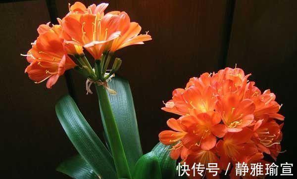 叶土|君子兰生长缓慢做好这几点，让其蹭蹭长不停