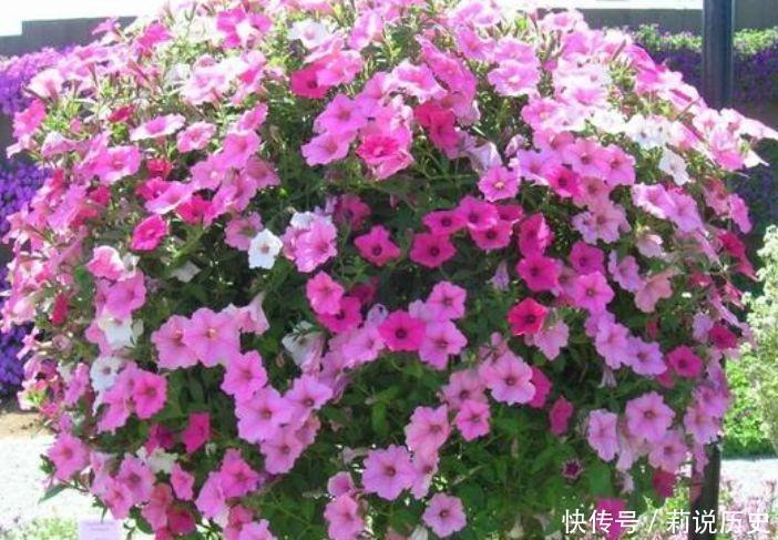 适合家养的几种花,沾土就活,轻松变成小花园