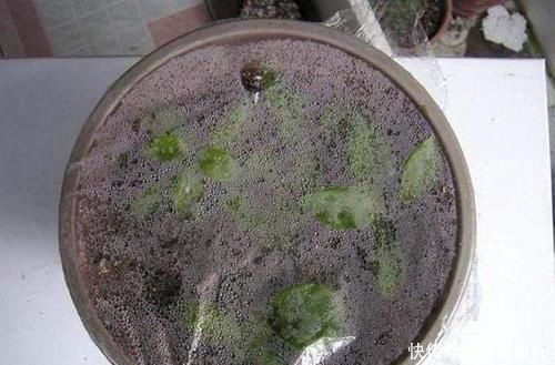 三角梅扦插总不活?吹口仙气,成活率翻倍,20天冒新芽