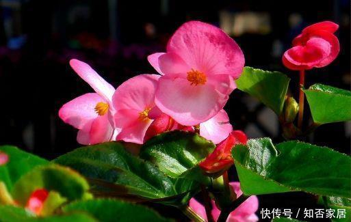 几款花卉,花色鲜艳稠密,幽香浓郁,养在家里超美的