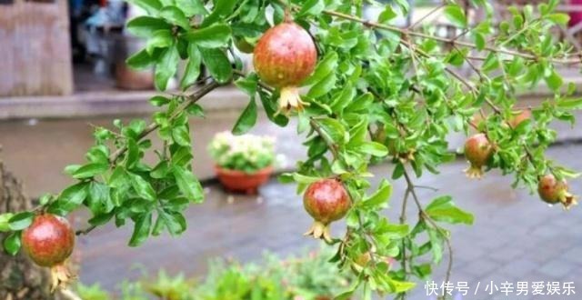 院子|在院子里种几棵树,需要注意哪些问题?这几种树不要随便乱栽!