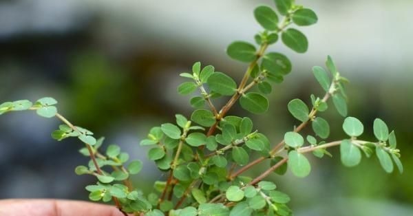 地锦草|农村这种野草随处可见，人称“血见愁”，价值很珍贵，拔1棵少1棵