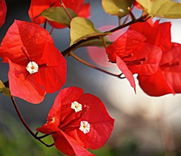 新手|老花匠“折磨”花有心得，花苞蹭蹭冒出来，不费心思新手都能操作