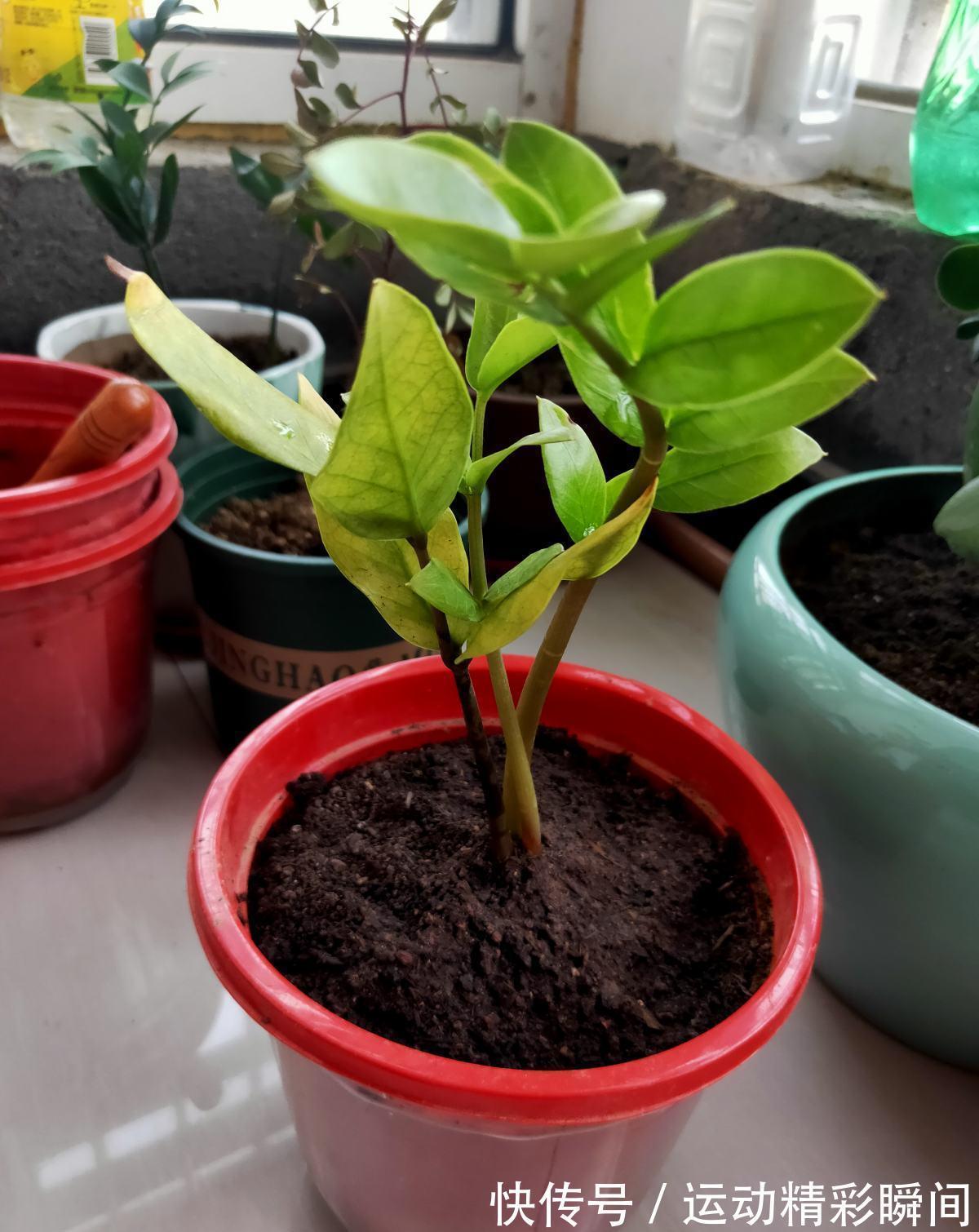 家里摆一盆金钱树,招财进宝寓意好,长得壮福气旺