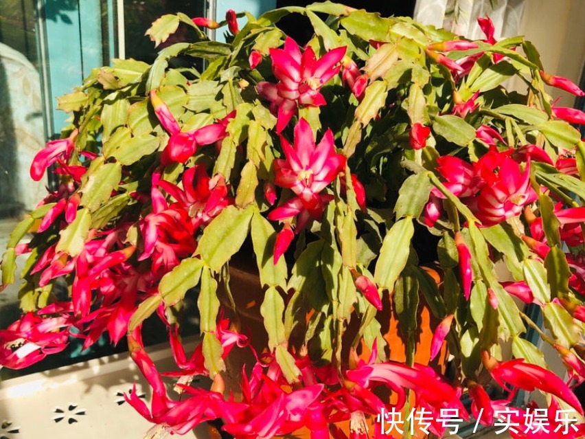 花苞|蟹爪兰长出这种叶子,立马掰掉它,嗖嗖冒花苞!