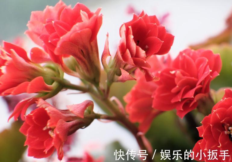 长寿花|长寿花为什么能长寿,很多朋友还不知道,看完这些就会明白