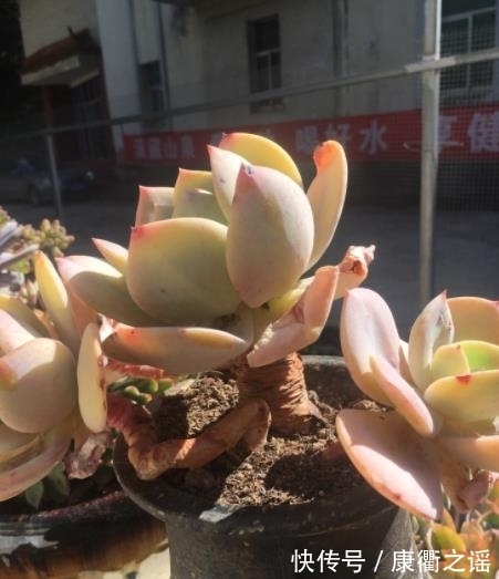 叶片|多肉白凤有个小机关,及时打开长势好,轻松养成悬崖桩