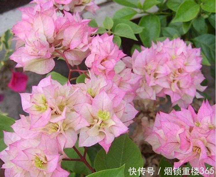 养花|“4种花”是懒人的最爱,有阳光就爆盆,四季都能开花,养花必备