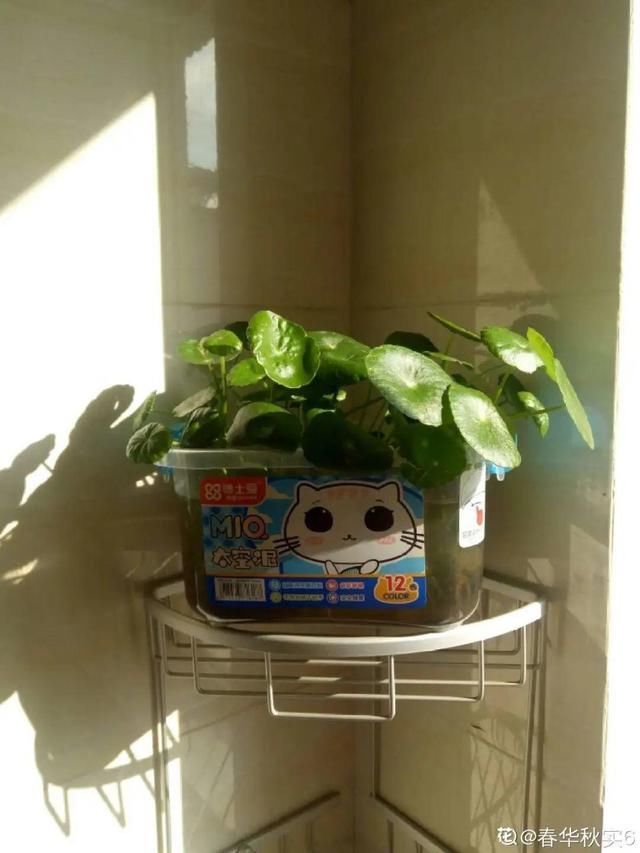 夏天养花，这个地方千万别摆，否则3天死翘翘