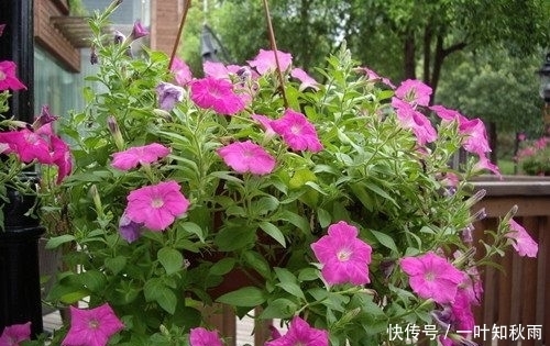 爆盆|这种花漂亮极了,一根枝条就能繁殖多盆,一年四季都开花爆盆!