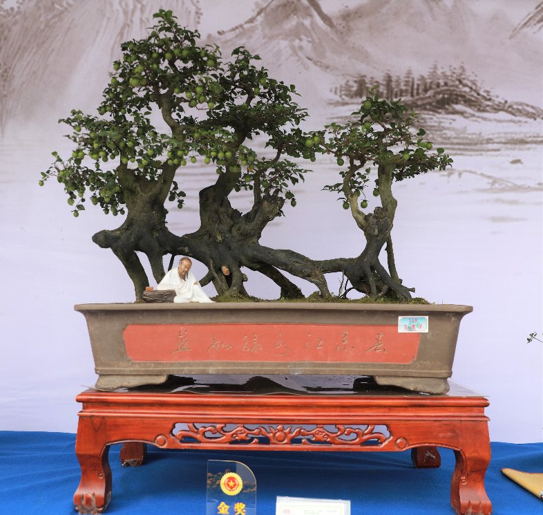 上游新闻|千余件精品力作亮相，川渝花卉盆景暨石刻石雕艺术展让你大饱眼福