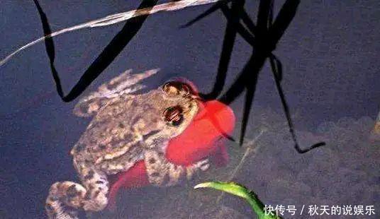 罕见!辽宁钓鱼人喜获“金蟾抱鲤”寓意好运来?知道真相后很尴尬