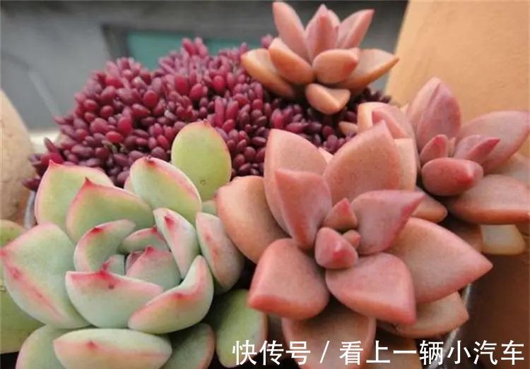 多肉不缓苗就白买了,活不过2周就死了,教你正确缓苗方法