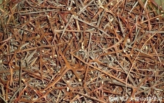 病所|铁钉一样的药物，药力极猛，通经活血散结，能治骨刺疼痛！