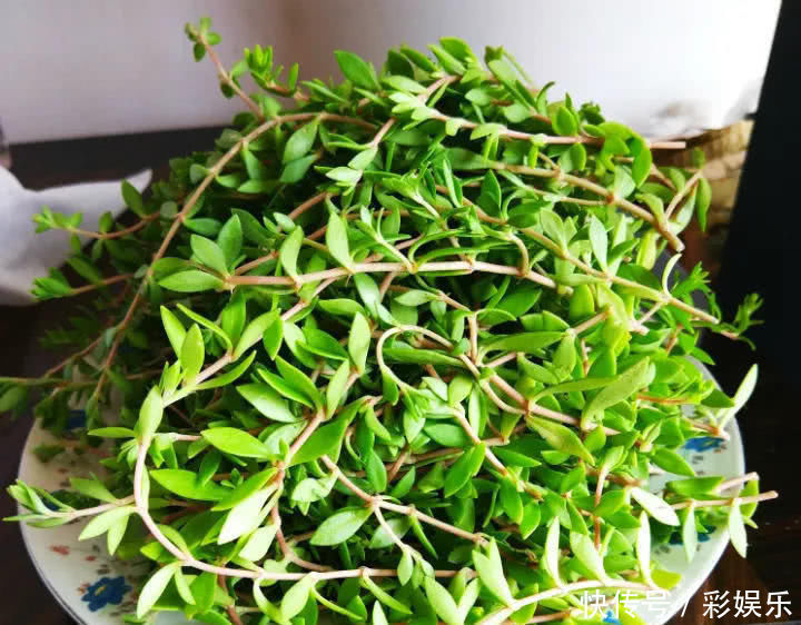 这6种花就要穷养,不花钱不用管,个个肥得流油