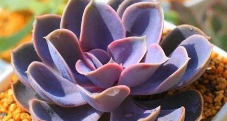 “懒人最爱”的多肉,养上几盆,不用费心管理,好养又省心!