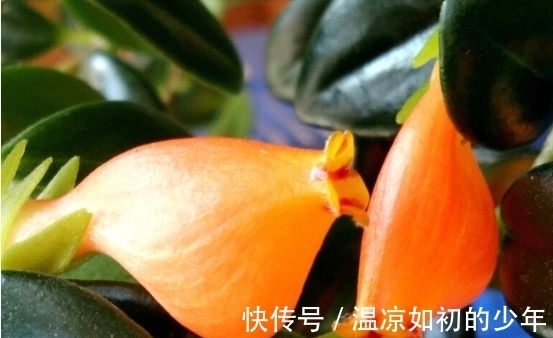 马头花|人见人爱的几种花卉，花朵迷人，仙气十足，放在阳台美极了