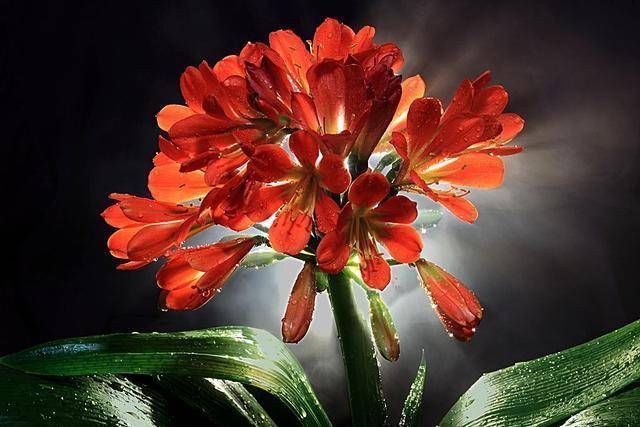 口诀|养君子兰要忙起来,翻盆施肥记住“口诀”,生长期长得旺