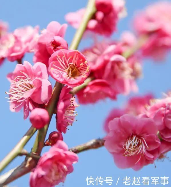 赏景啦!新年添喜色,西昌湿地公园梅花绽放