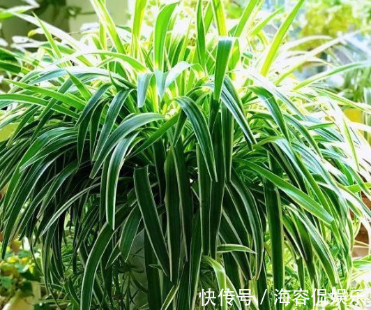 悄悄告诉你,养“吊兰”用3个方法,花开不断,一年长成绿瀑布!