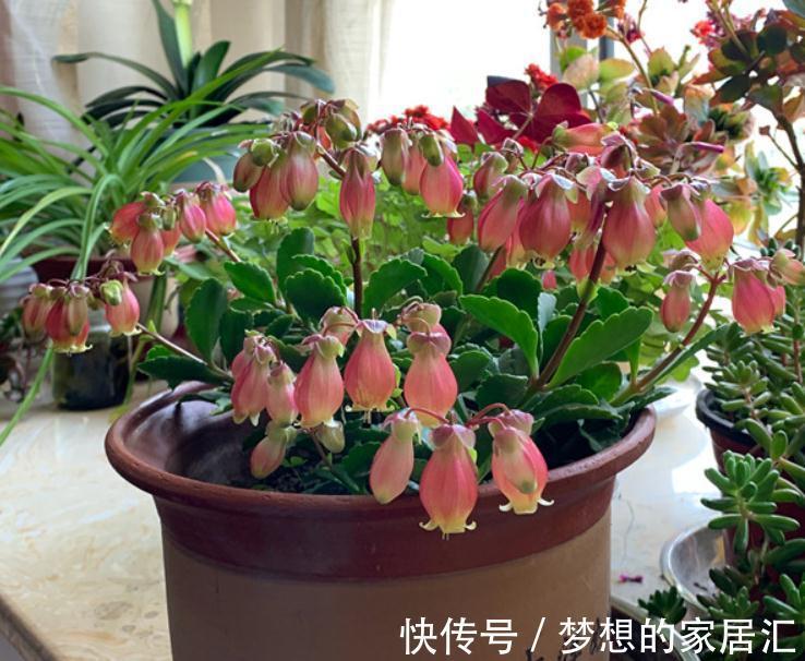 秋高气爽，养宫灯长寿花，盆栽牢记4点，冬春花开最盛