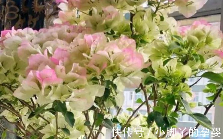 哇塞,6种不怕的漂亮花,天越冷越开花,花大色艳