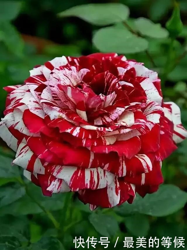 奇花、奇花、奇花、罕见奇花,赶快打开欣赏吧