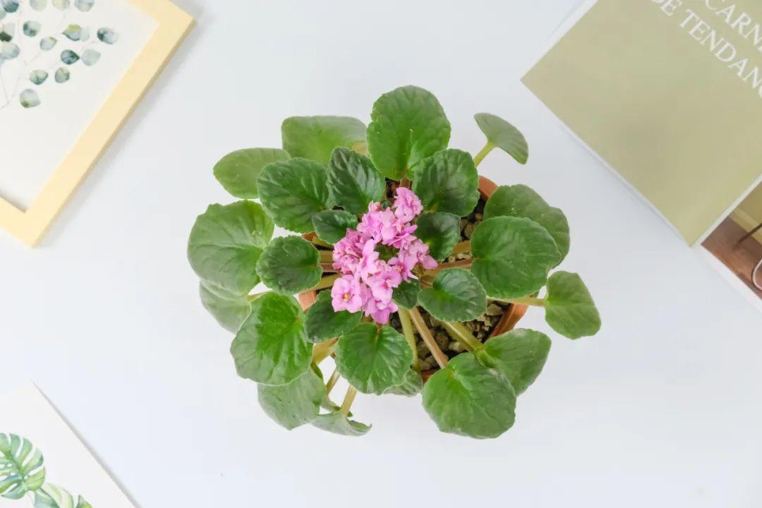 10种“养不死”的花,绿萝只能排最后一名,养死3种以上的举手