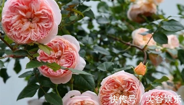 这种月季果香味浓郁,多季节开花,抗病性佳,花朵大,颜色仙!