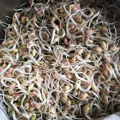 豆芽粉|绿豆芽成长记