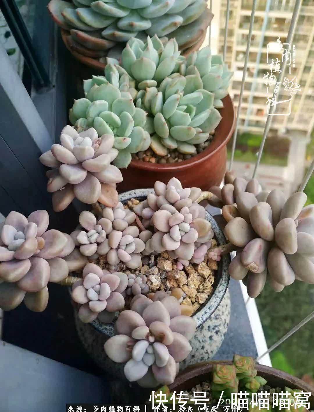 养肉多年，从未出坑过！养多肉是我最喜欢最坚持的爱好！