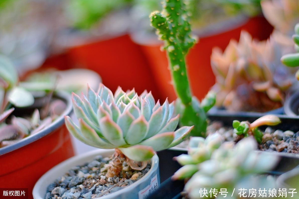 养殖|多肉的专业术语有哪些?学会这些多肉术语,你也可以小装一下