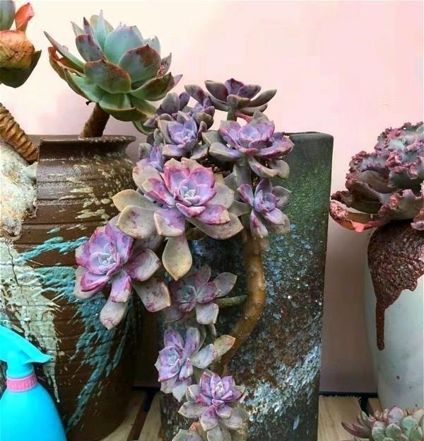 公认老桩最漂亮的多肉,紫乐未上榜,这3种普货名列前三!