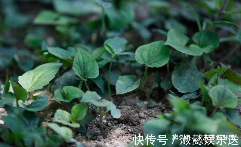 老人|因为吃错中药,67岁老汉查出肝癌晚期,治病不成却患癌