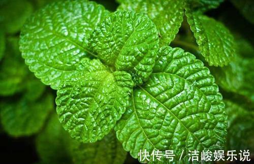 鳢肠|5种野菜，家乡人都喜欢吃，若在路边遇到，别忘了摘来吃，好处多