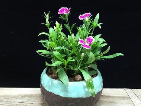 室内养殖花草，该注意哪些？挑选什么品种合适？