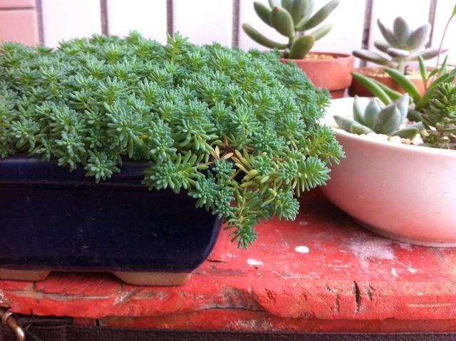 这种“杂草”被人当成多肉,叶片一簇簇,生命力强,可以养在家里