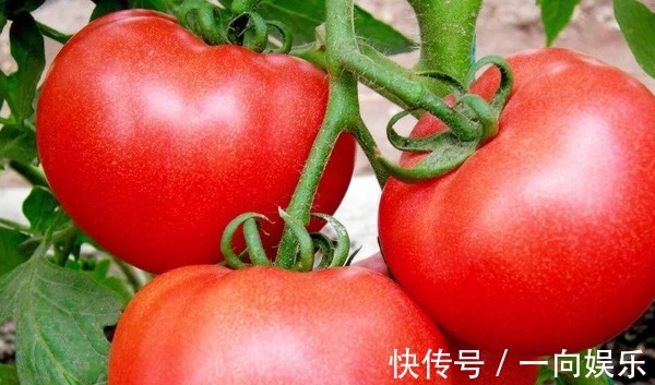 糖尿病患者|多吃西红柿可以预防肝癌新加坡研究了25年,结论出来了