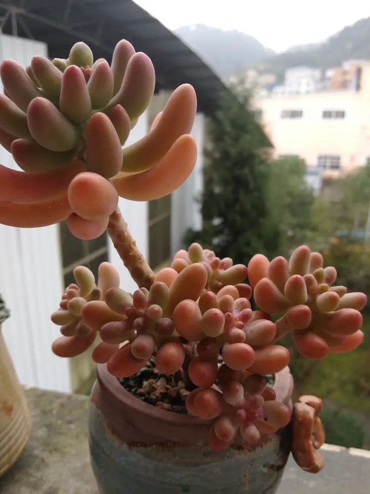 养多肉两年，200多盆养死的不到10盆，记录点点滴滴！