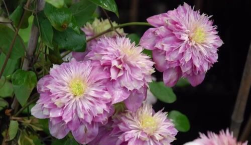  开花|4种花，适合现在种，丢土里随便养俩月，就能开花满枝头