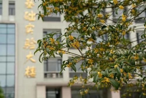 电子科技大学就业怎么样，考研深造率高不高