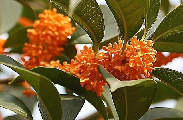 农家肥|桂花香飘远十里,注意小技巧,花期长开花簇簇