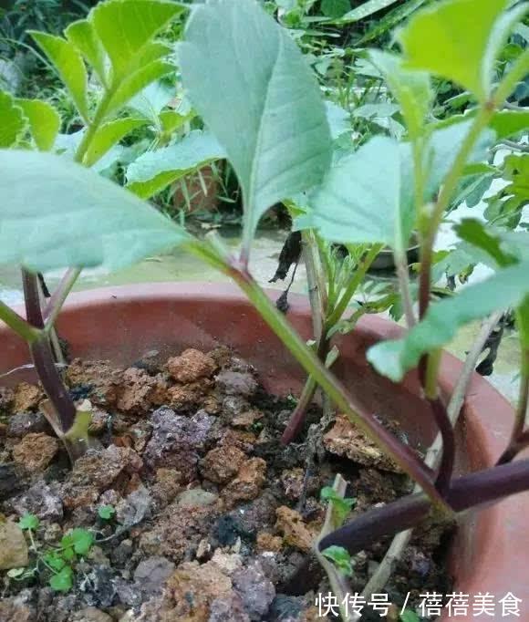 长寿花|11月扦插6种花,遇水就生根,3个月长爆盆,肥效足今年能开花