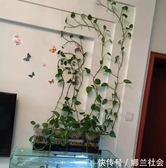 长寿花|君子兰肥到流油,长寿花开不断,原来他用了这个小方法!