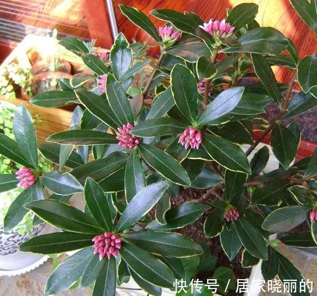 茉莉花|这“3种”植物,花香四溢,抑制异味,家里养1盆,空气更清新!