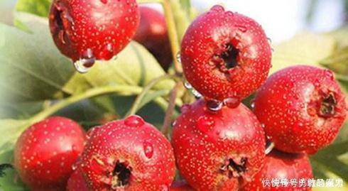 山楂|喝山楂泡水能预防三高,但搭配什么一起泡最好呢