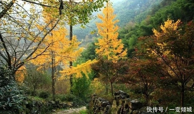 有400年历史的古村,藏在四明山深处,浙东第一古树村！