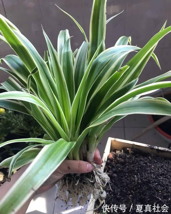 金边吊兰|大暑过后,“3种花”扦插正合适,剪个枝扔盆里,大白根呼呼长