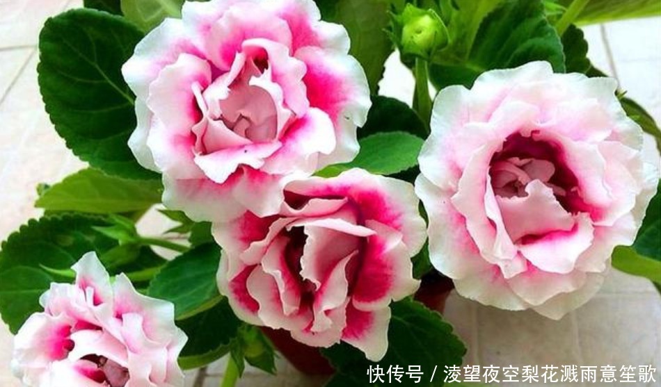 “此花”没有哪种花能与之“媲美”，堪比玫瑰和牡丹，娇艳绚丽！